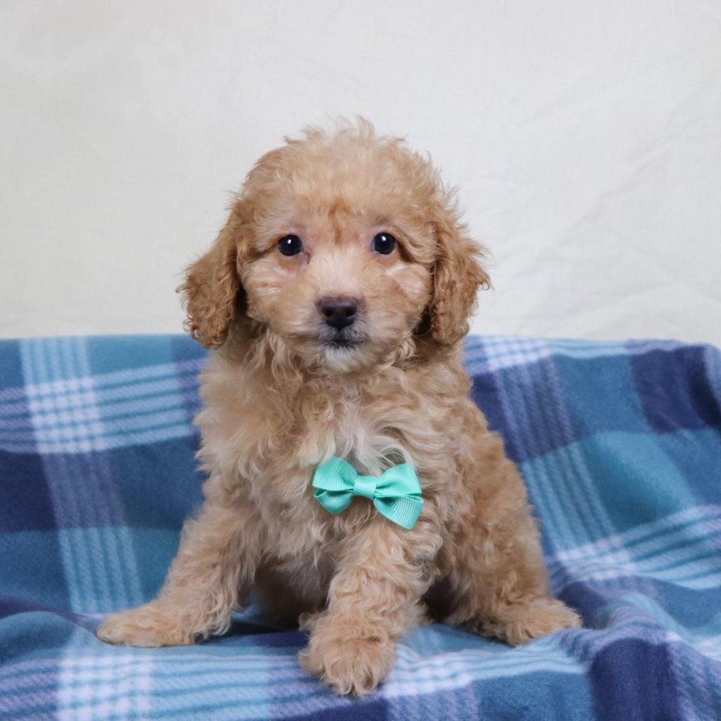 Panda - Available Now