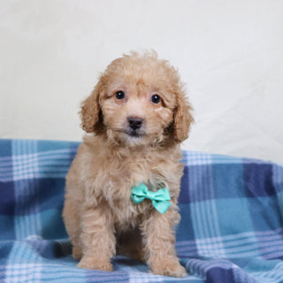 Panda - Available Now