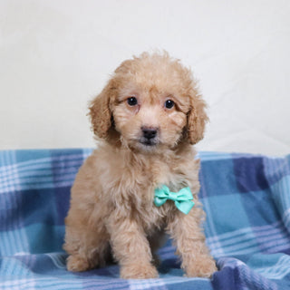 Panda - Available 1/15