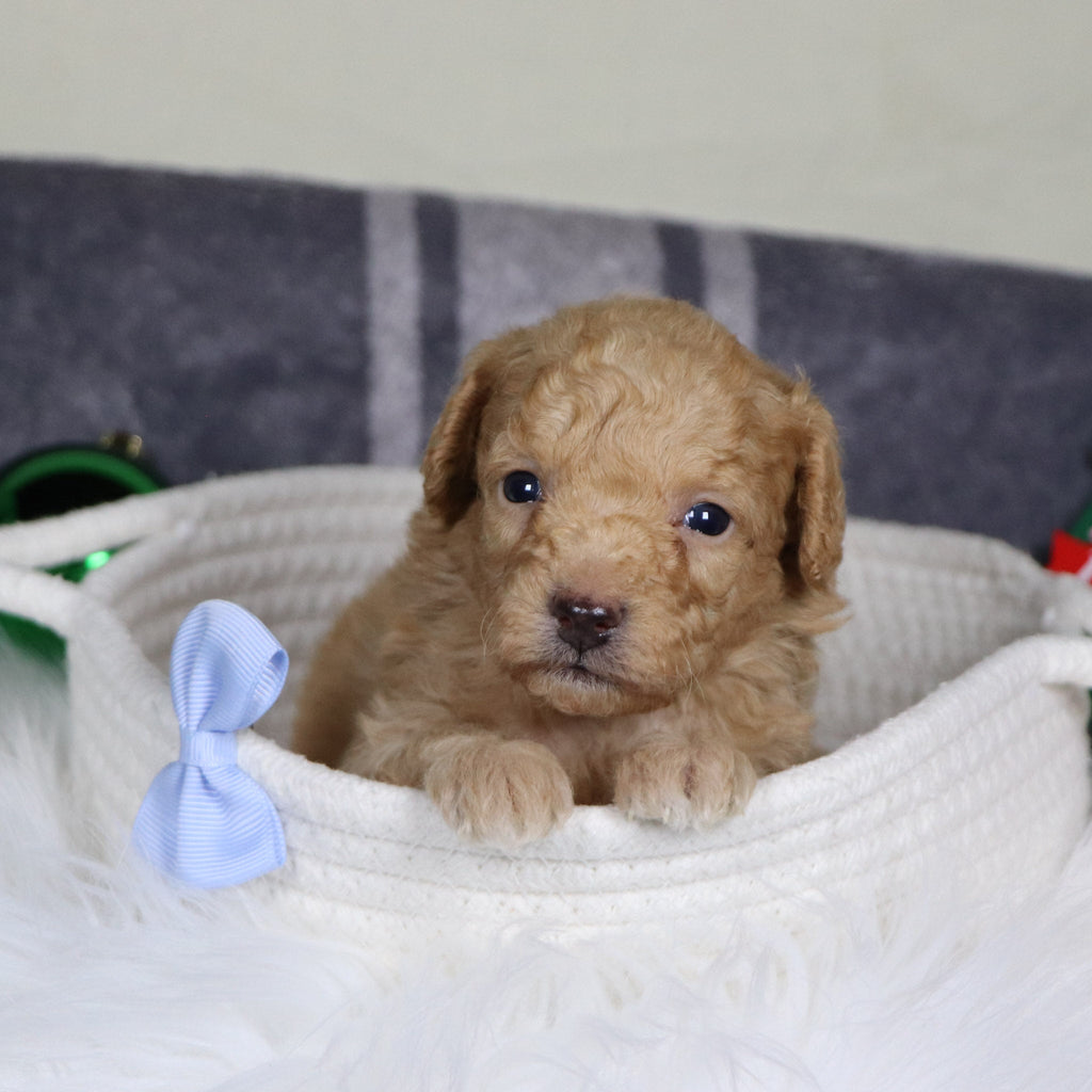 Panda - Available Now