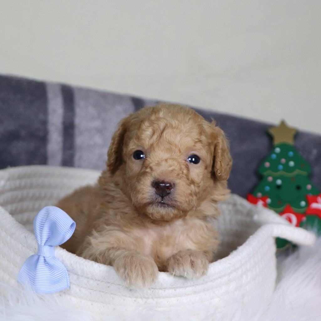 Panda - Available 1/15