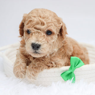 Parade - Available Now