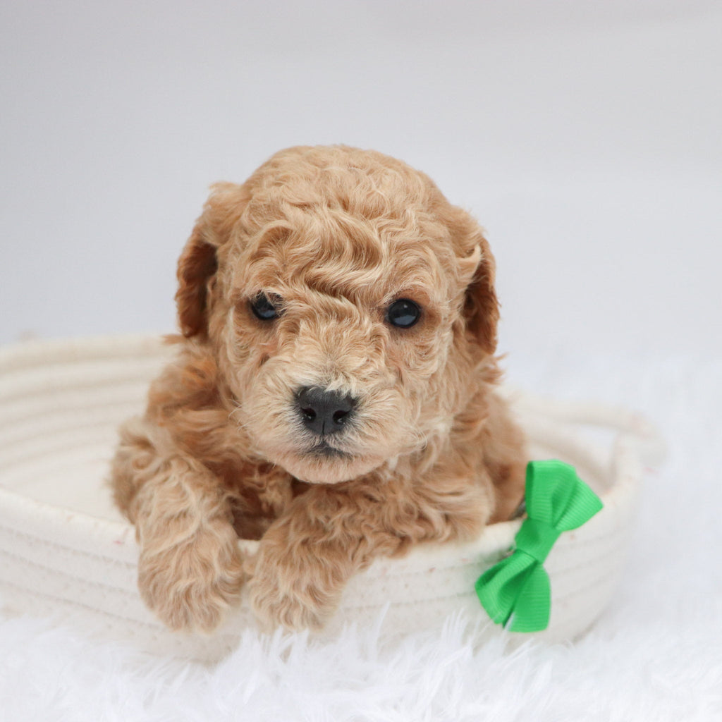 Parade - Available 11/19