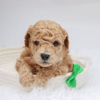 Parade - Available 11/19