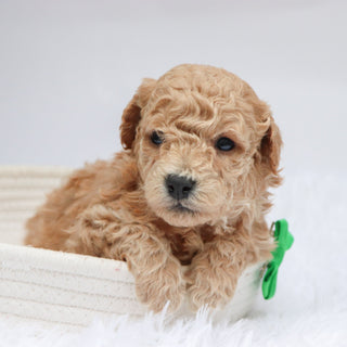 Parade - Available Now