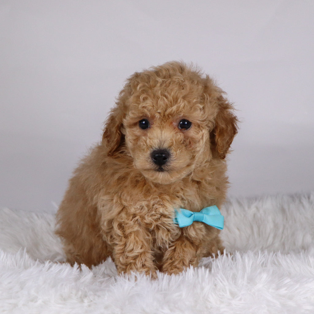 Parade - Available Now