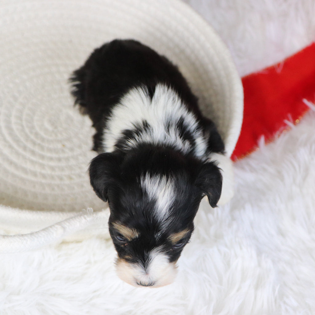 Paris - Available 1/21