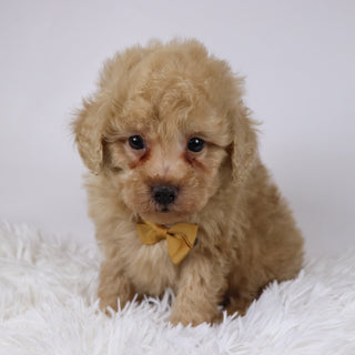 Parrot - Available Now