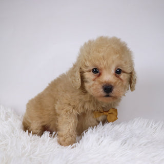 Parrot - Available Now