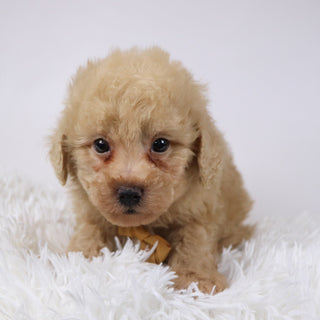 Parrot - Available 11/26