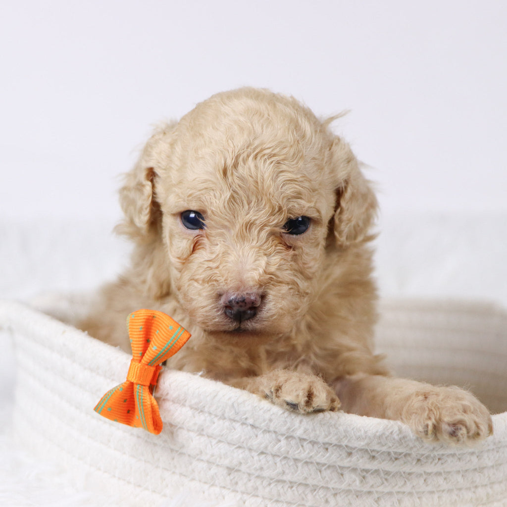 Parrot - Available 11/26