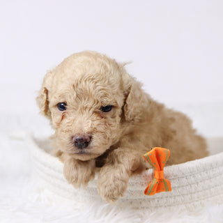 Parrot - Available Now