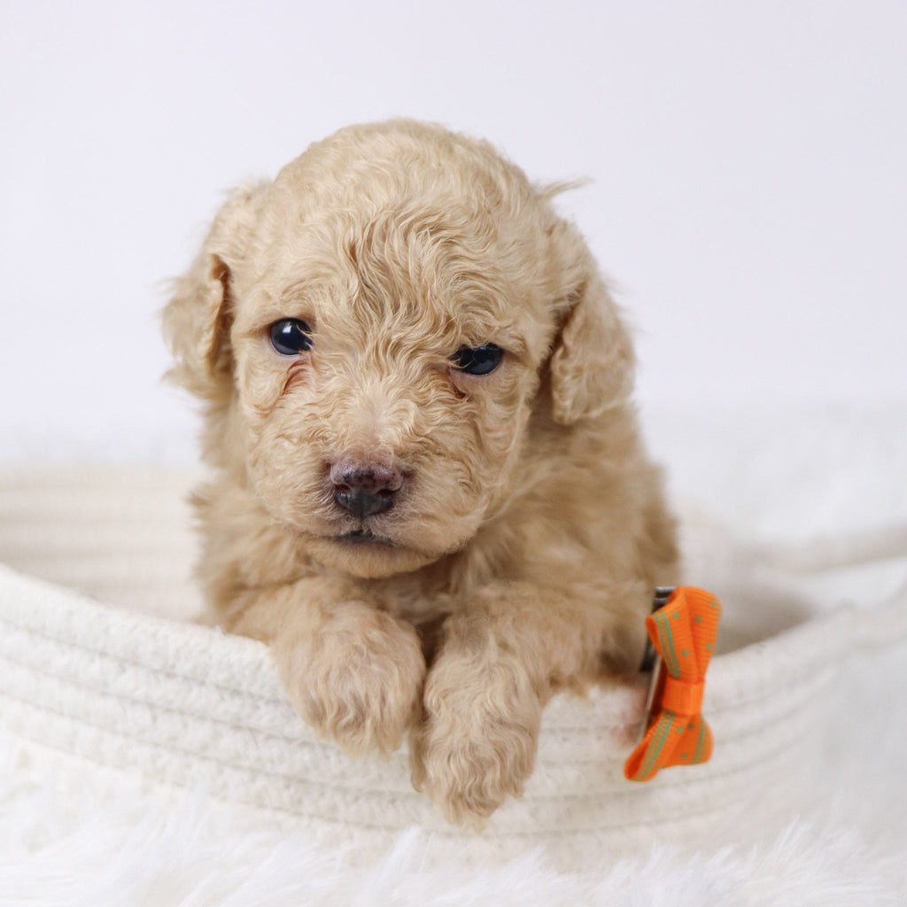 Parrot - Available 11/26