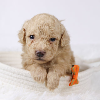 Parrot - Available Now