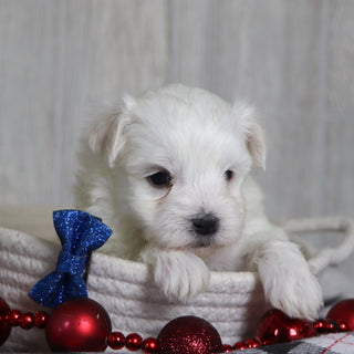 Patrick - Available 1/8