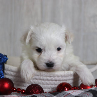 Patrick - Available 1/8