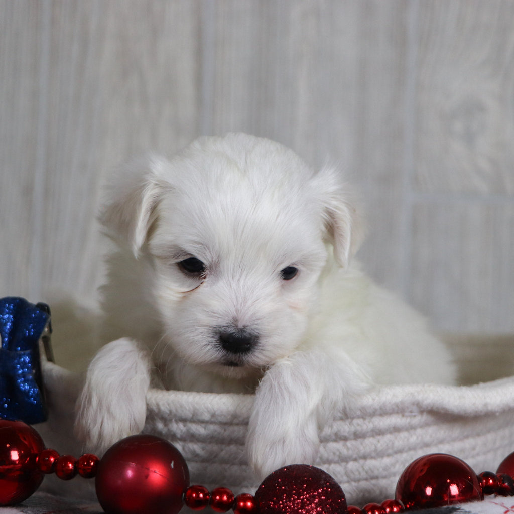 Patrick - Available Now