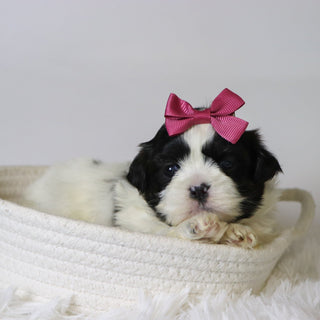 Patty - Available 11/19