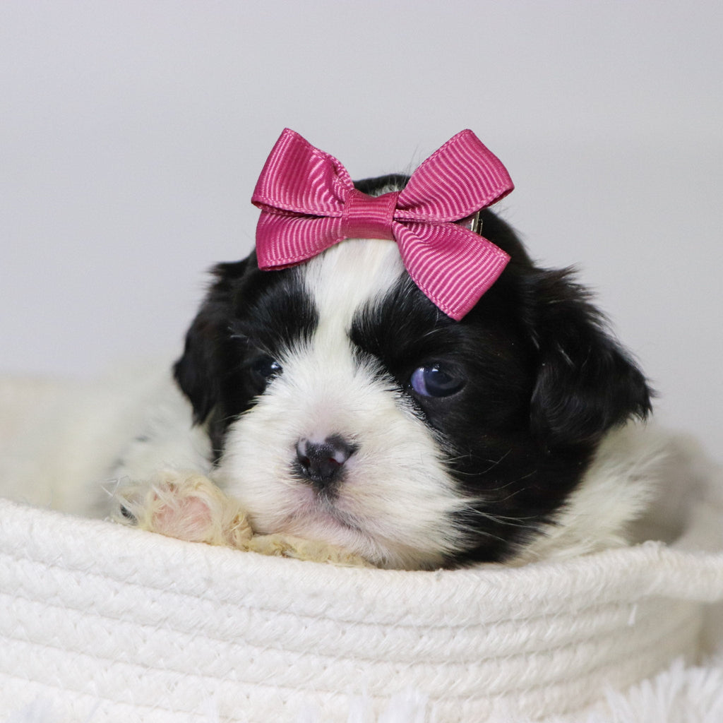 Patty - Available 11/18
