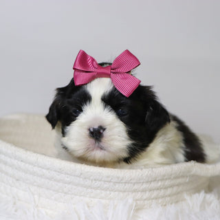 Patty - Available Now