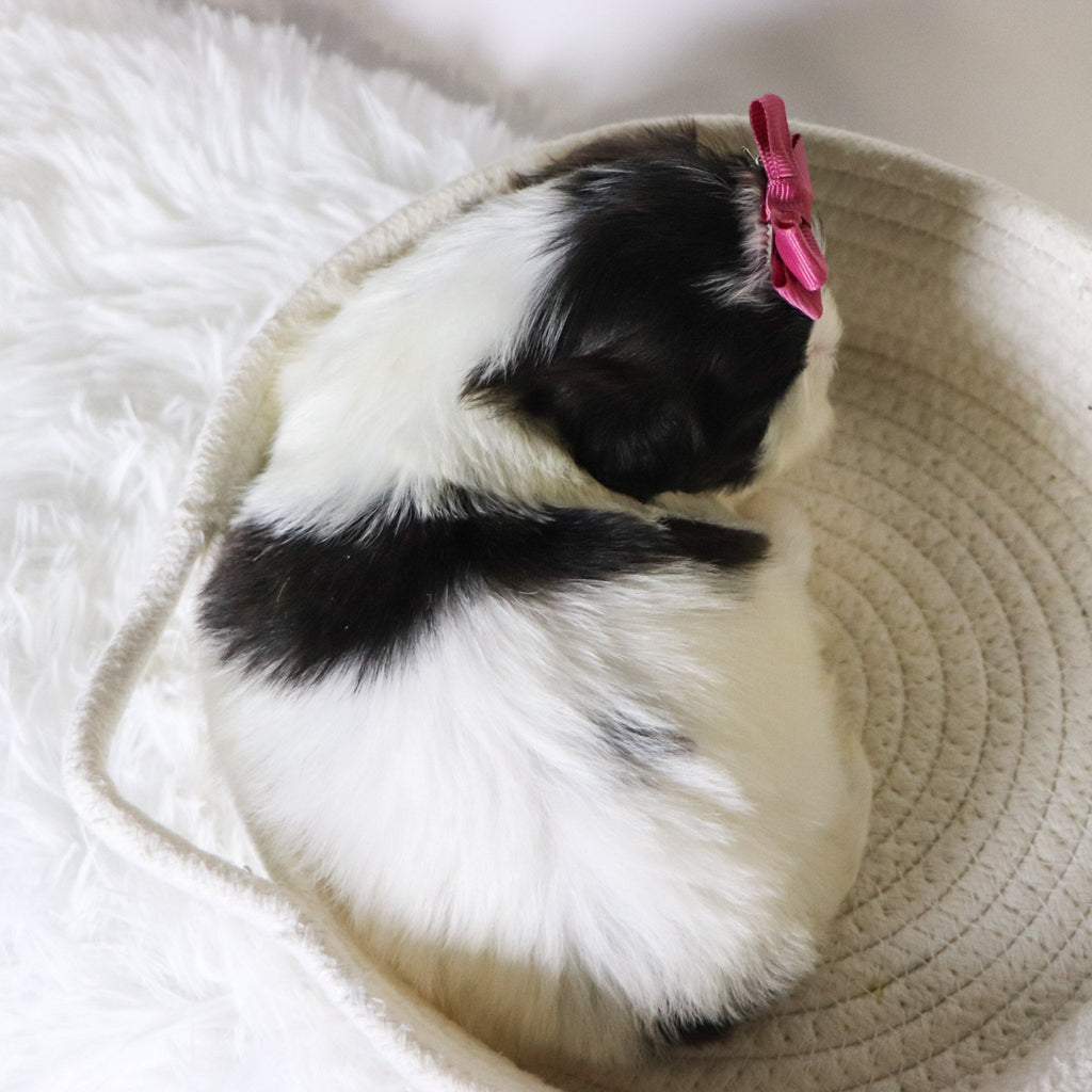 Patty - Available 11/19