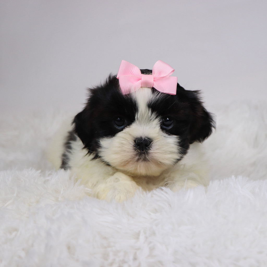 Patty - Available 11/19