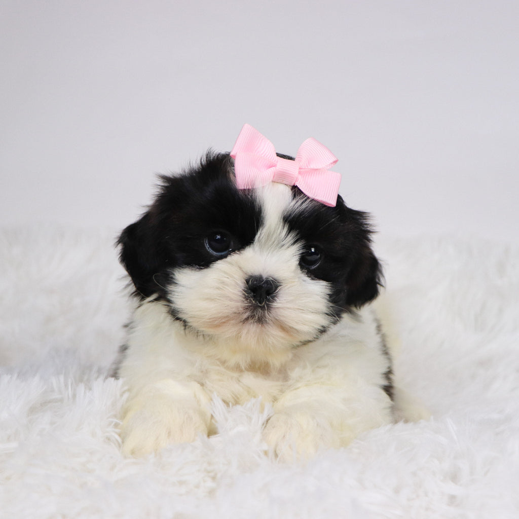 Patty - Available 11/19