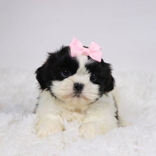 Patty - Available 11/19