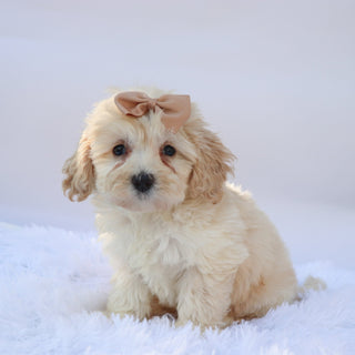 Payton - Available 9/17