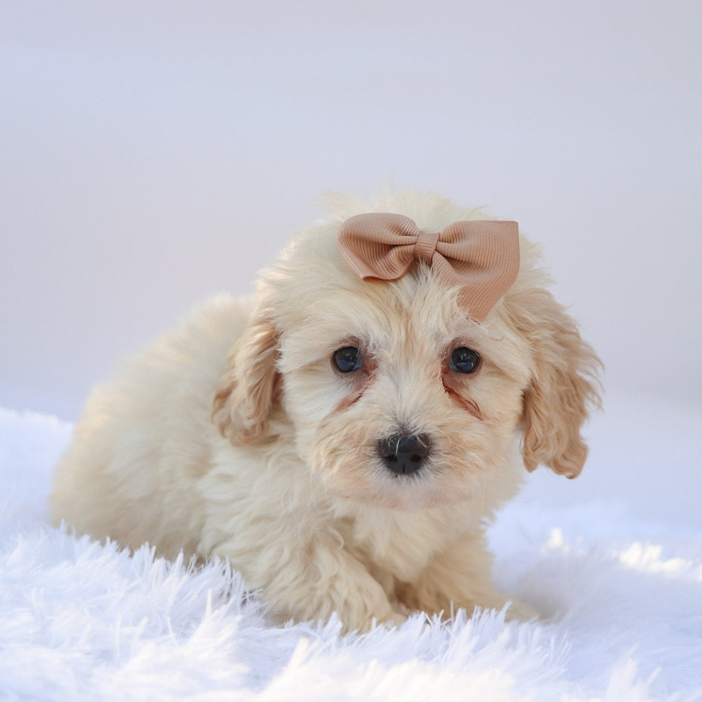 Payton - Available 9/17