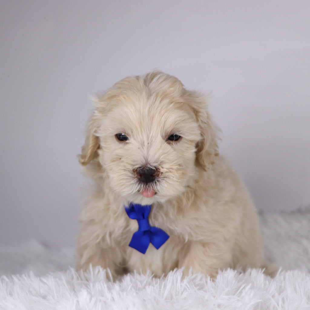 Peanut - Available 11/26