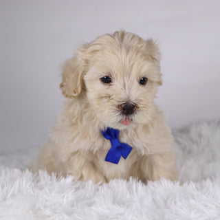 Peanut - Available 11/26