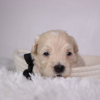 Peanut - Available 11/26