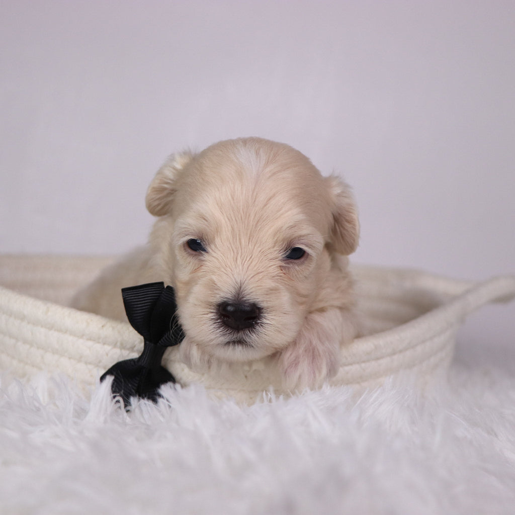 Peanut - Available 11/26