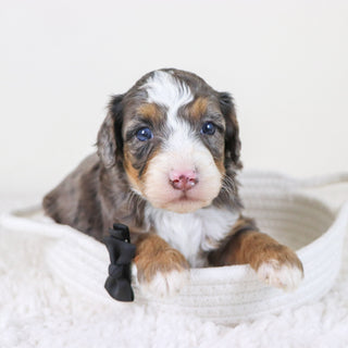 Pedro - Available 11/12