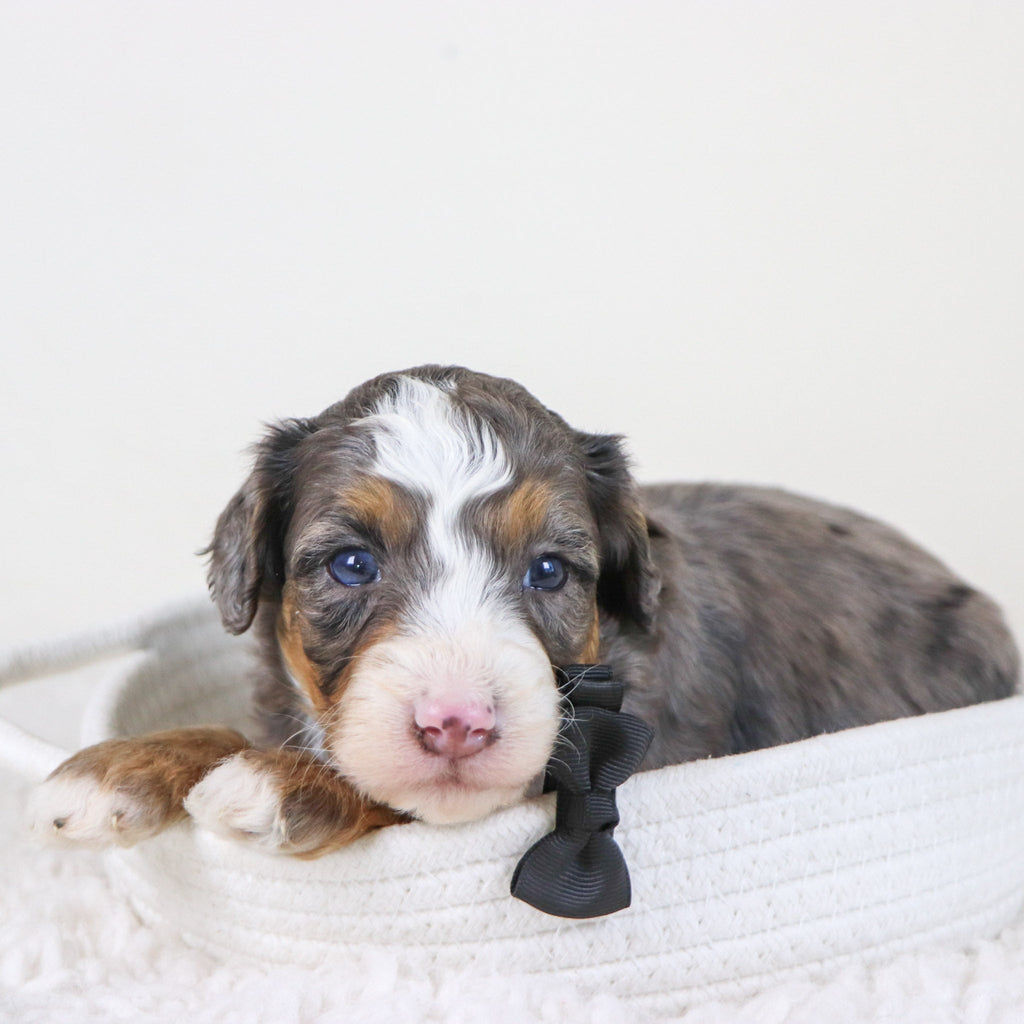 Pedro - Available 11/12