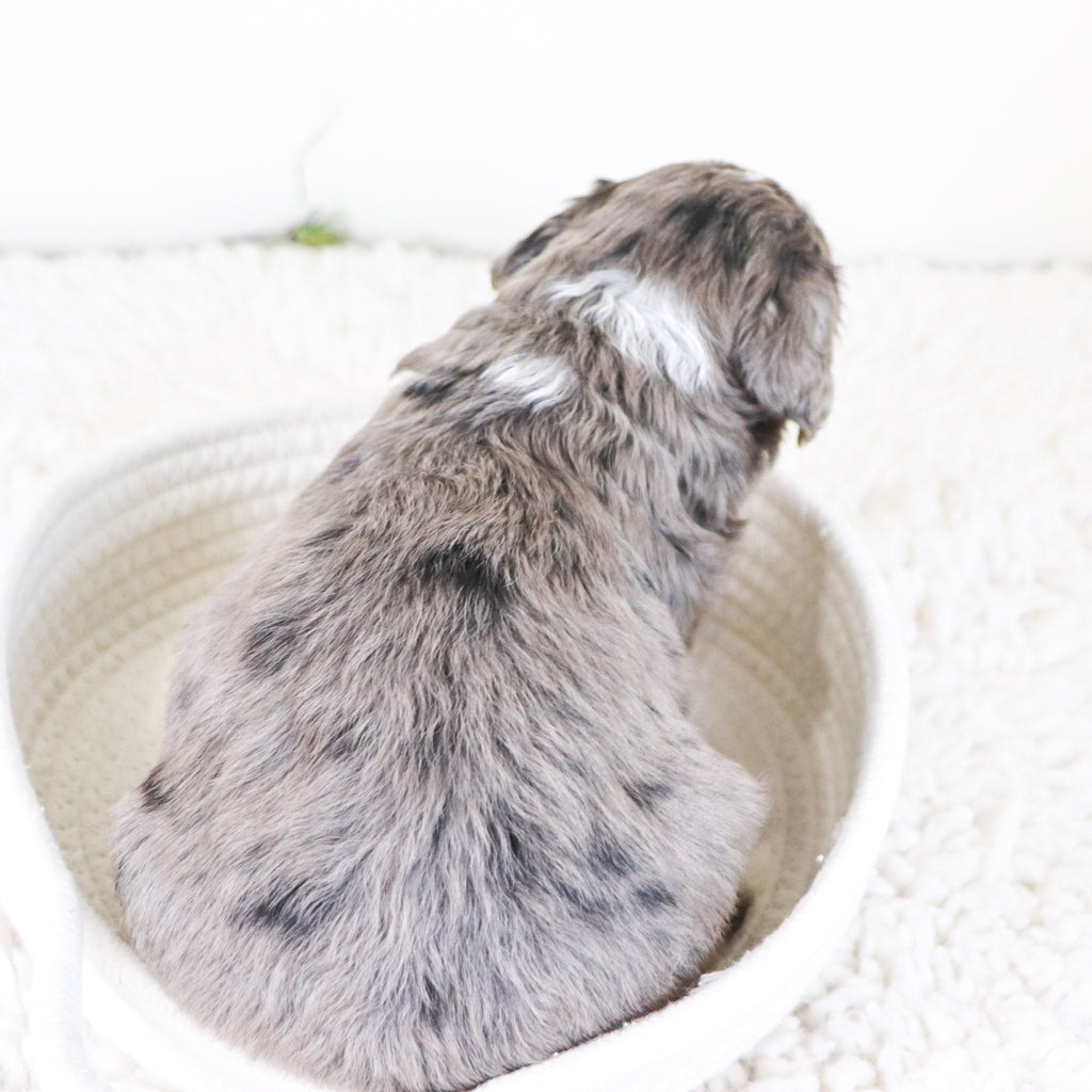 Pedro - Available 11/12