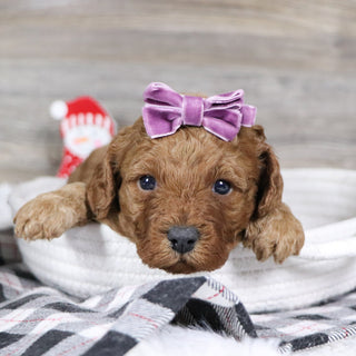 Peggie - Available 1/28