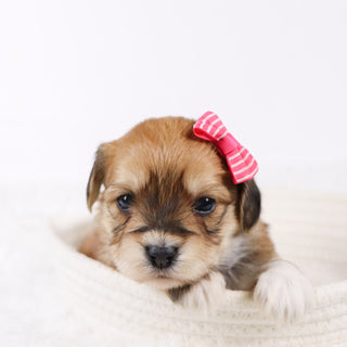 Petals - Available 11/26