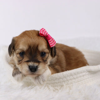 Petals - Available 11/26