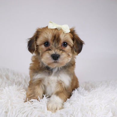 Petals - Available 11/26