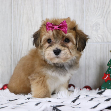 Petals - Available 11/26