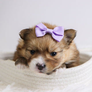 Petals - Available 12/3