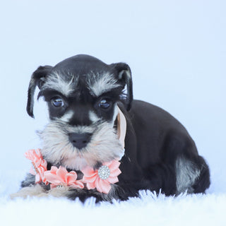 Petunia - Available 7/23