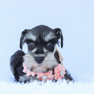 Petunia - Available 7/23
