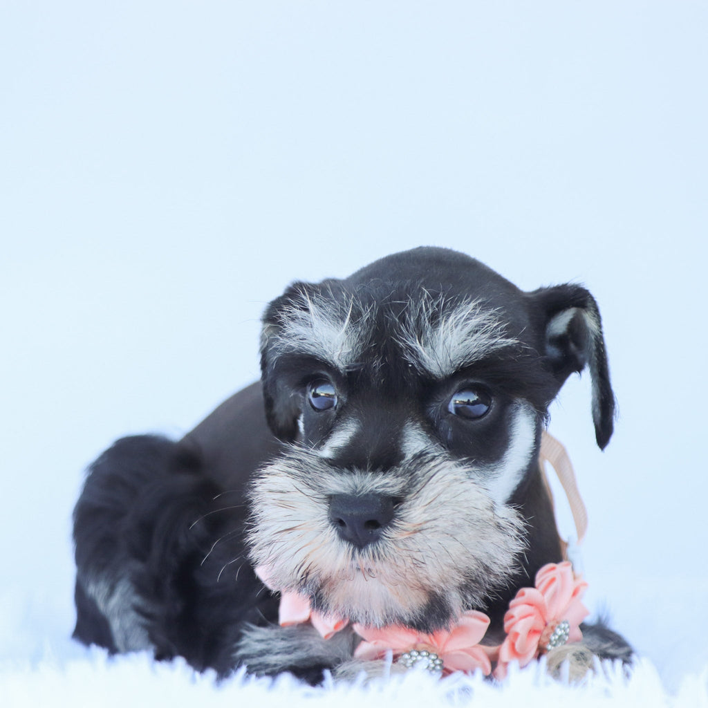 Petunia - Available 7/23
