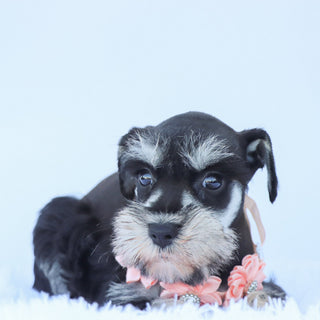 Petunia - Available 7/23