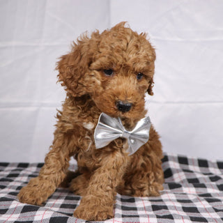 Philip - Available 12/17