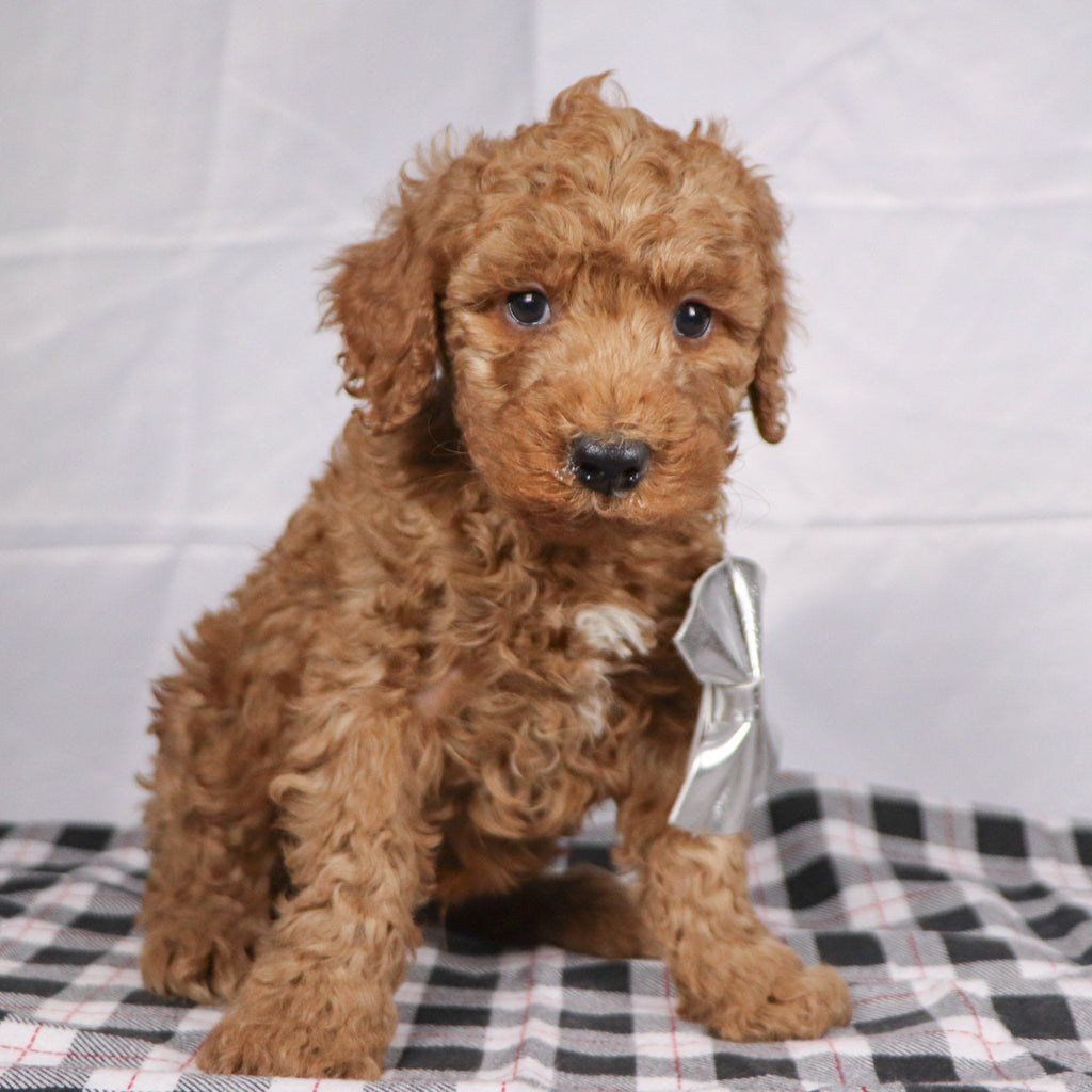 Philip - Available 12/17