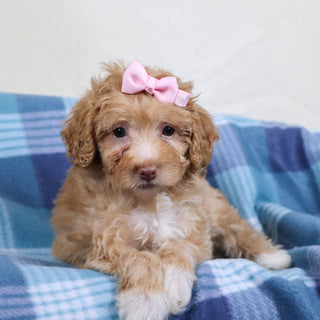 Phoebe - Available 1/15